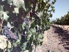 mendoza-vinhos