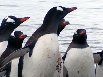 Antartida - Colonia de pinguins Gentoos