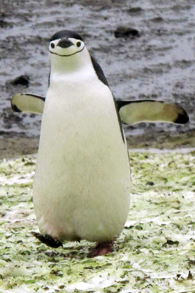 Antartida -pinguim de barbicha