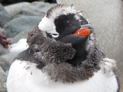 Antartida - pinguins trocando de penas