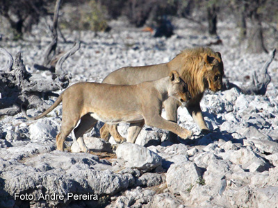 Leões na Namíbia