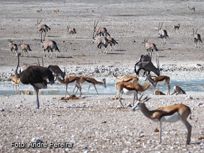 Poço no deserto 2