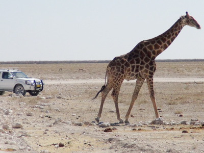 Reserva de Etosha