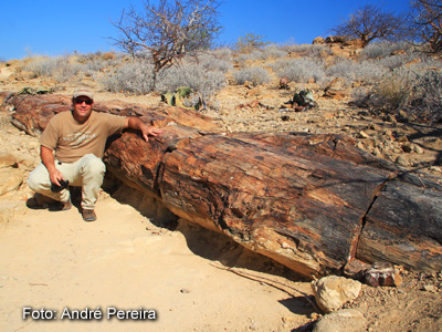 Árvore fossilizada