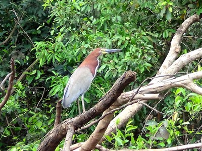 mais de 650 especies de aves