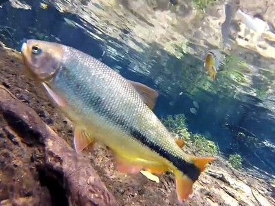 Rio Olho D'agua